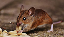 24 Hour & Emergency Exterminators in Kelly, NC